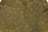 Polished Fossil Rugose Coral Slab - Morocco #276177-1